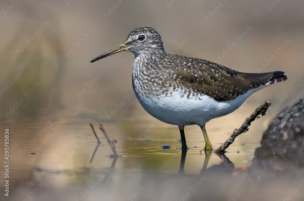Green Sandpiper stands in water of small forest lake in bright sunny day Green Sandpiper stands in water of small forest lake in bright sunny day
