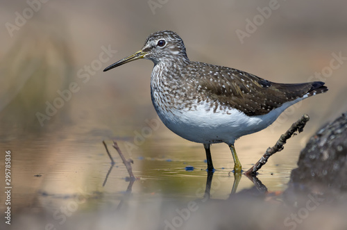 Green Sandpiper stands in water of small forest lake in bright sunny day