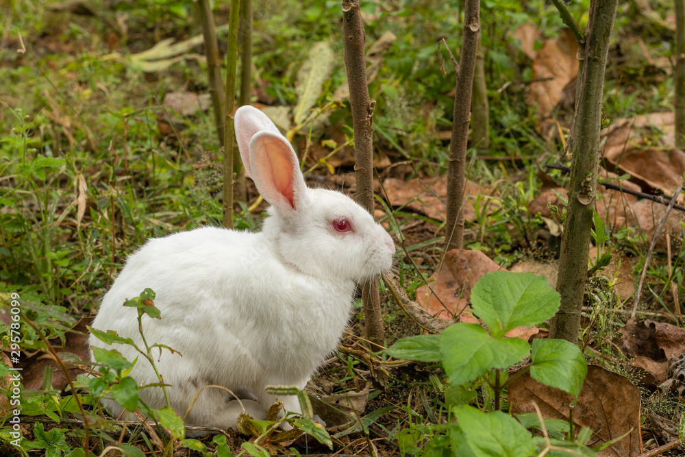 White bunny or rabbit sitting between plants in garden.