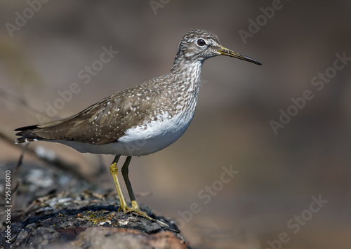 Green Sandpiper perched on big fallen tree in the woods © NickVorobey.com