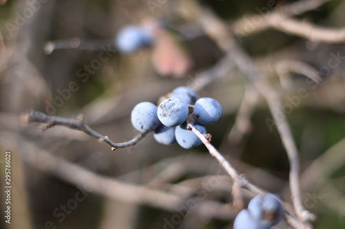 Schlehen, Schlehdorn (Prunus spinosa)