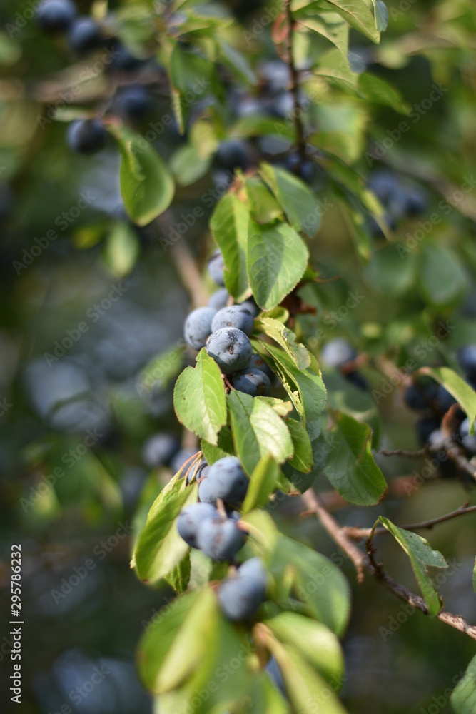 Fototapeta premium Schlehen, Schlehdorn (Prunus spinosa)