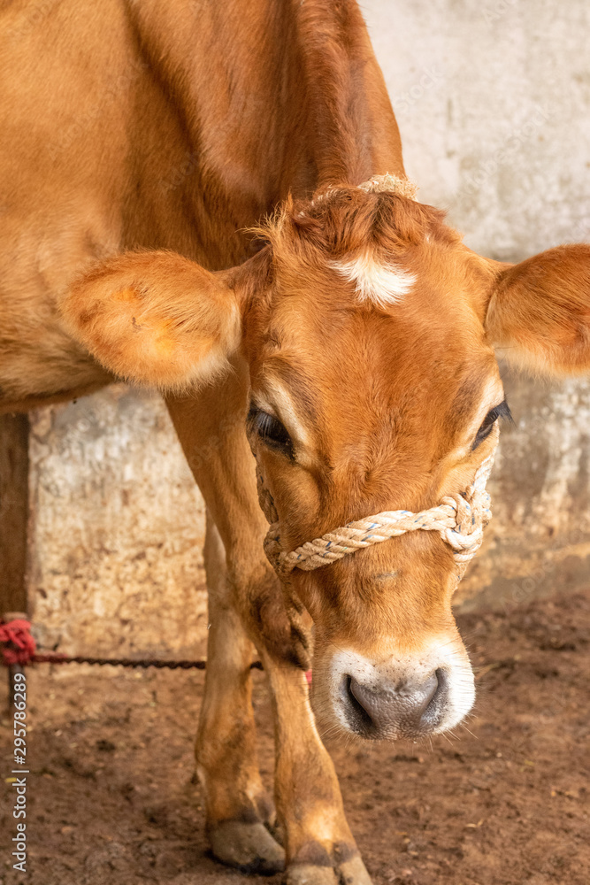 Obraz premium Yooung cow face, tied with rope standing in stall.