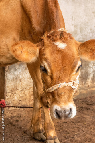 Yooung cow face, tied with rope standing in stall. © Virender Singh