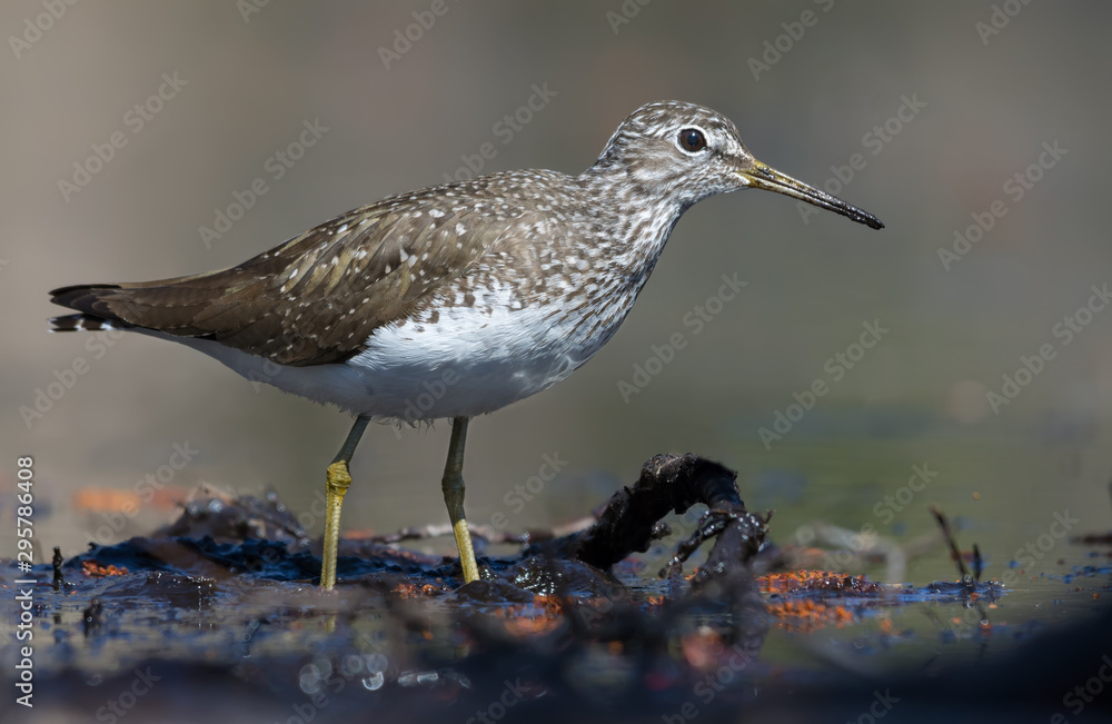 Bright sunny Green Sandpiper goes in mud water shore in the forest Bright sunny Green Sandpiper goes in mud water shore in the forest