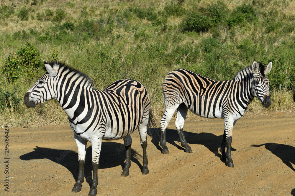 South African zebras in a national park South African zebras in a national park