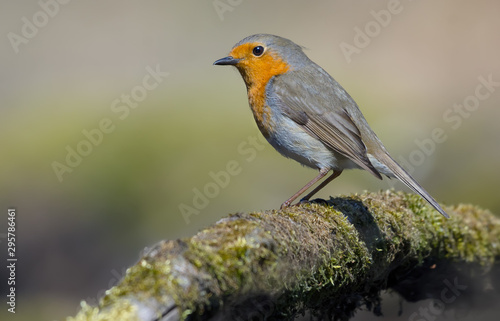 European Robin good posing on a moss covered old tree trunk