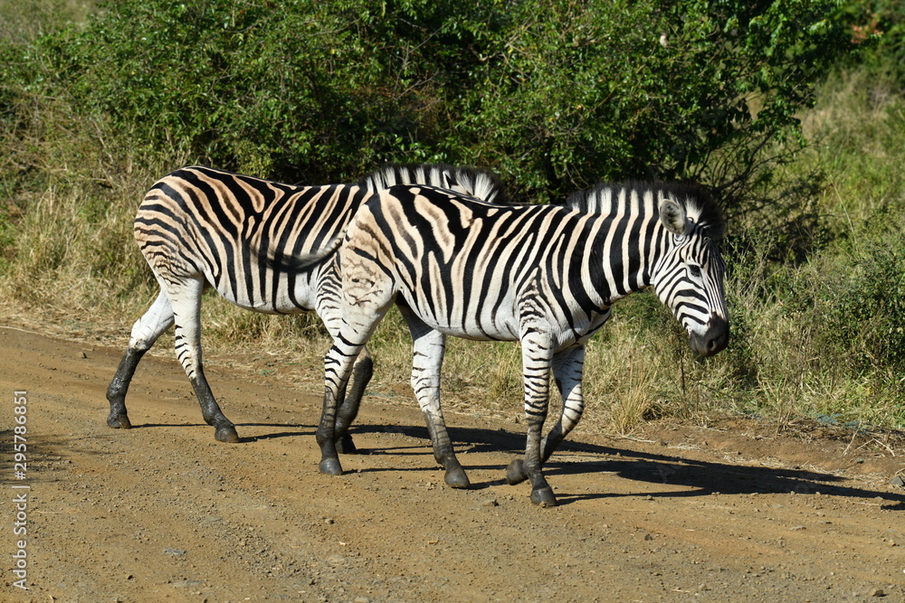 South African zebras in a national park South African zebras in a national park