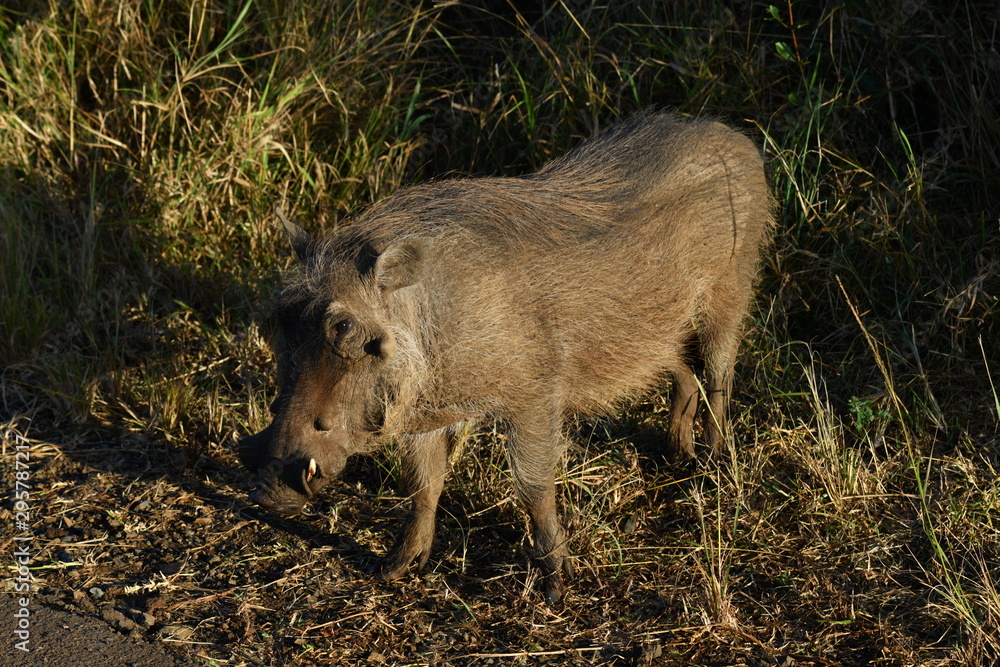 south african rhinoceros in national park south african rhinoceros in national park