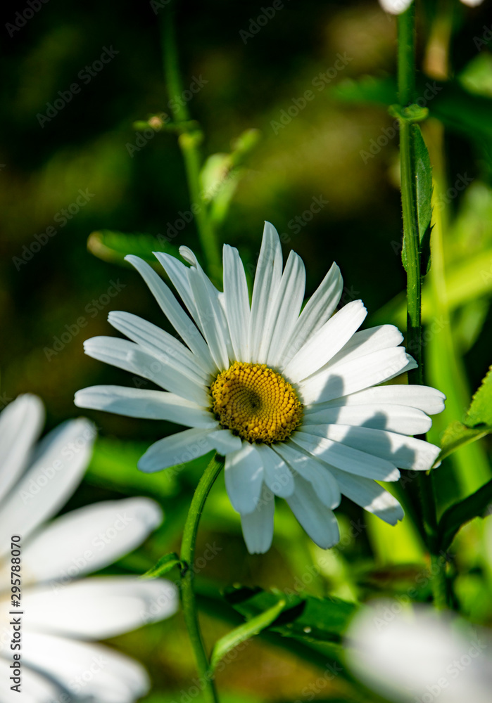 Fototapeta premium Leucanthemum vulgare 