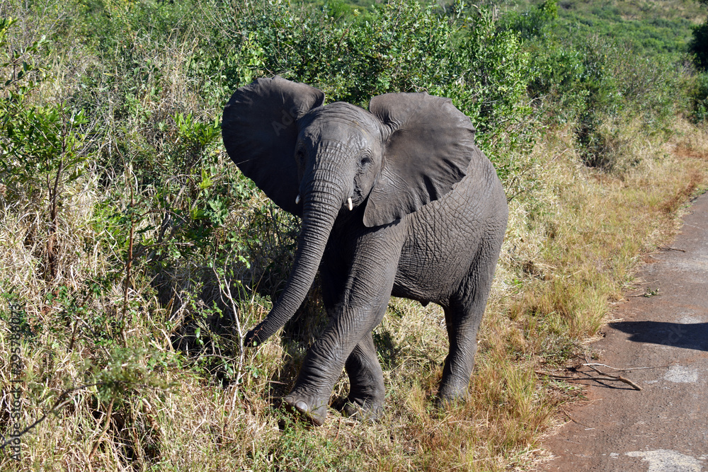 South African elephants in a national park