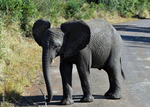 South African elephants in a national park © константин константи