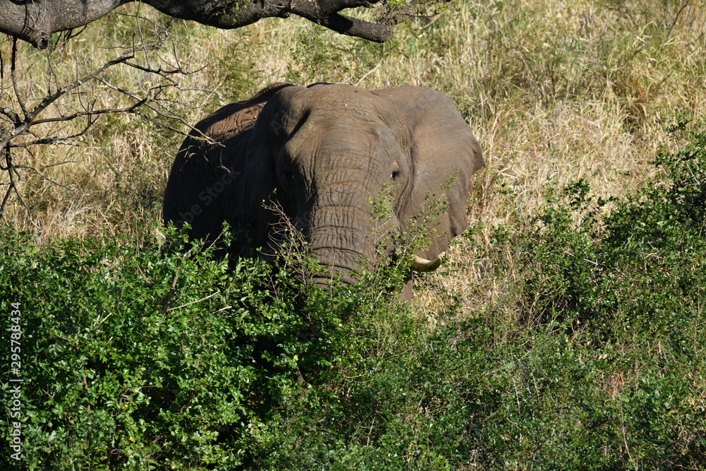 South African elephants in a national park