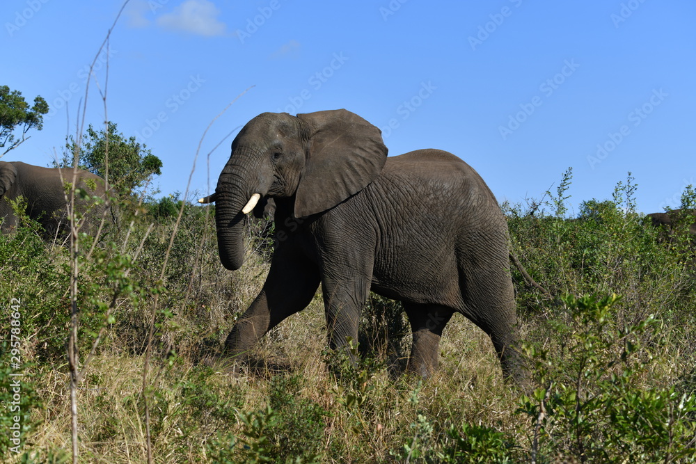 Obraz premium South African elephants in a national park
