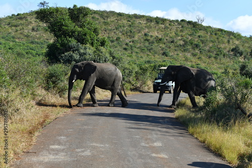 South African elephants in a national park