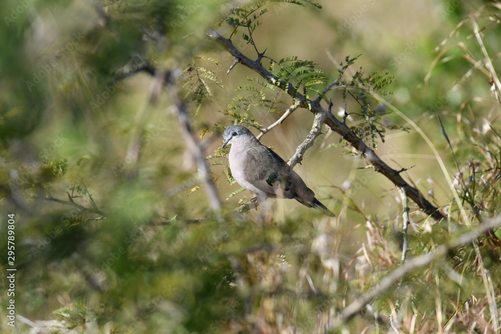 South African bird in natural conditions South African bird in natural conditions