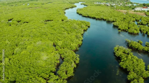 River in tropical mangrove green tree forest top view. Mangrove jungles, trees, river. Mangrove landscape