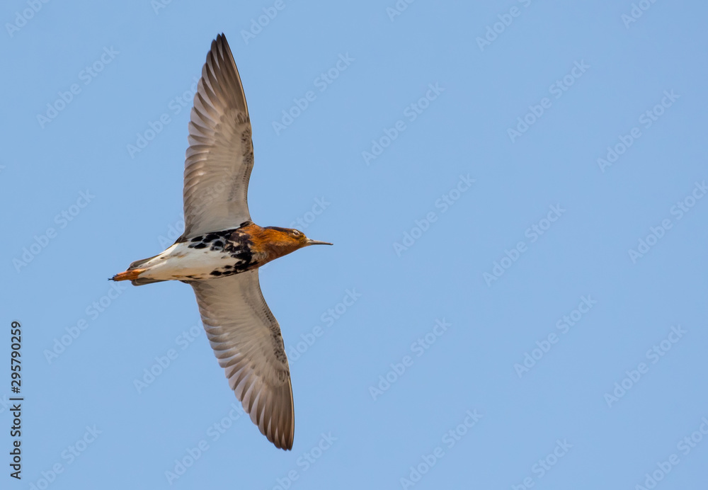 Fototapeta premium Adult male Ruff flies high in clear blue sky with long wings