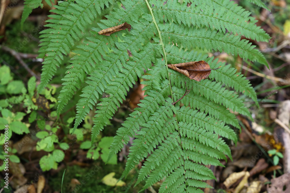 Beautiful fern leaves in the autumn forest Beautiful fern leaves in the autumn forest