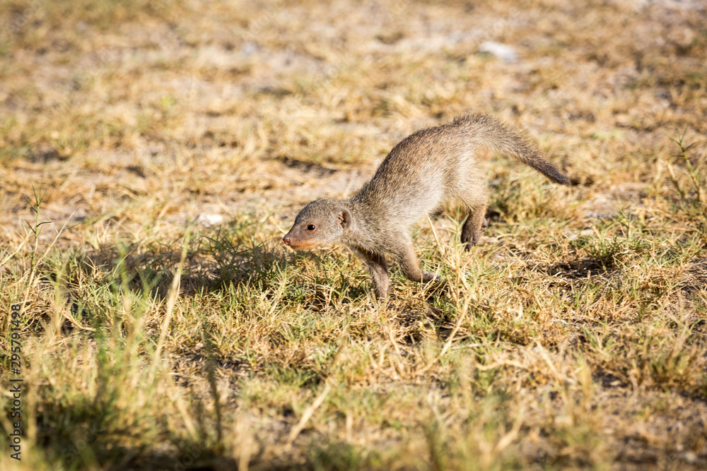 Little banded mongoose (Mungos mungo) running through the steppe, Etosha, Namibia, Africa Little banded mongoose (Mungos mungo) running through the steppe, Etosha, Namibia, Africa
