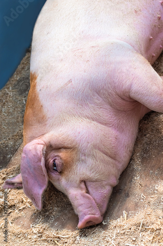 Pink adult piggy lies resting, closeup