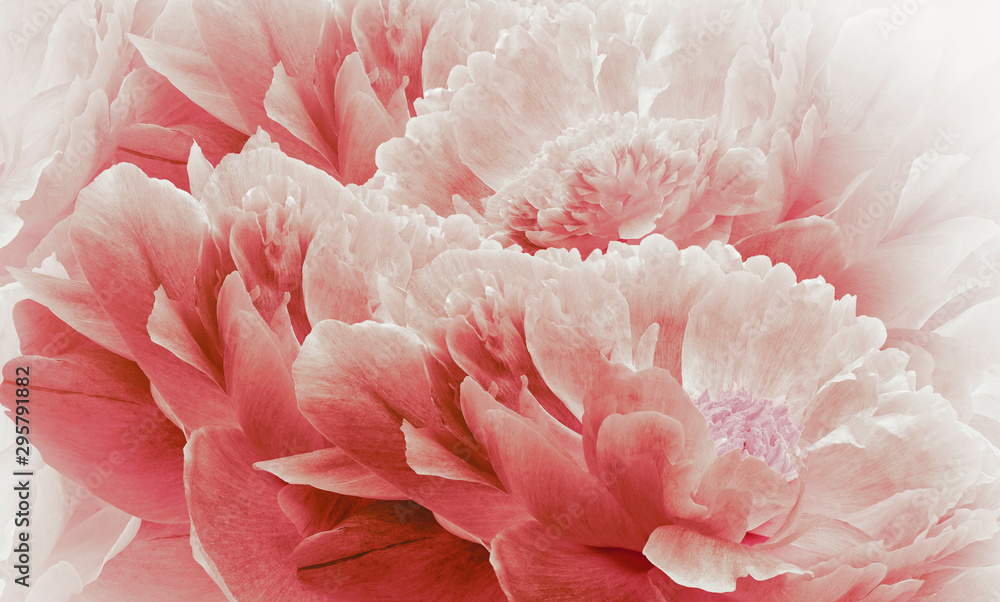 Floral halftone light red background. Flowers and petals of a light red peonies close up. Nature. - obrazy, fototapety, plakaty 