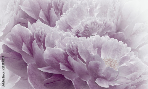 Fototapeta Naklejka Na Ścianę i Meble -  Floral halftone light purple background. Flowers and petals of a light purple peonies close up. Nature.