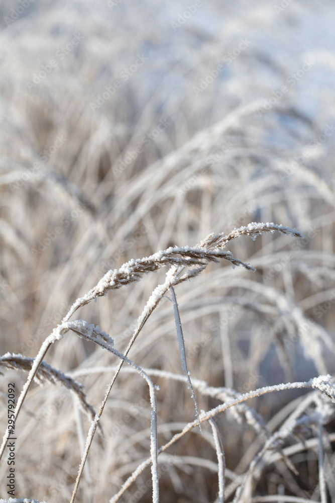 Fototapeta premium Delicate Frosted Plants In Daylight