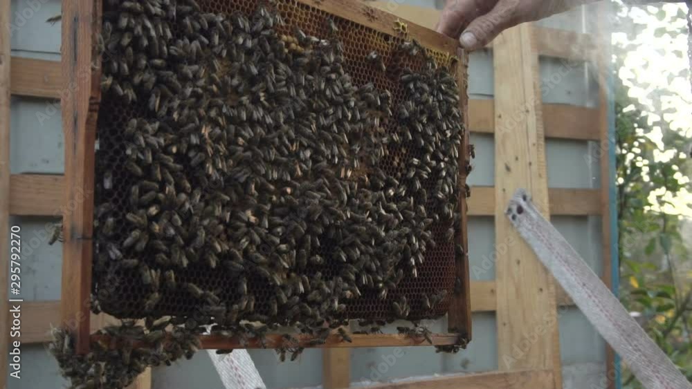 beekeeper working in an apiary near the hive beekeeper working in an apiary near the hive