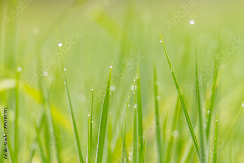 Close up of dew drop on the young green rice leaves with bokeh in early morning during rainy season