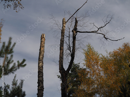 A dry tree without bark eaten by anobiidae in an autumn forest against a blue sky. Natural landscape of dead and living nature closeup. photo