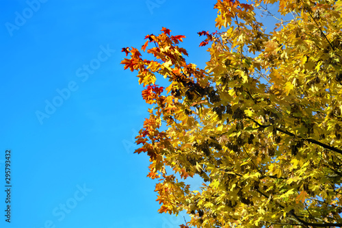 Yellow leaves against the background of the sky