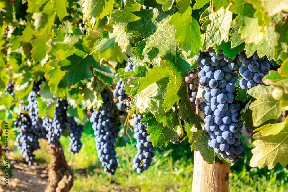 Obraz premium Wine grapes at a sunny vineyard right before the autumn harvest
