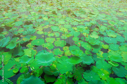 Green lotus leaf field background