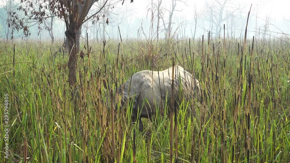 A rhino grazing in the grasslands of Chitwan National Park in Nepal. A rhino grazing in the grasslands of Chitwan National Park in Nepal.