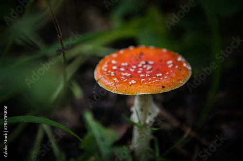 mushroom in the grass in a sun-drenched forest
