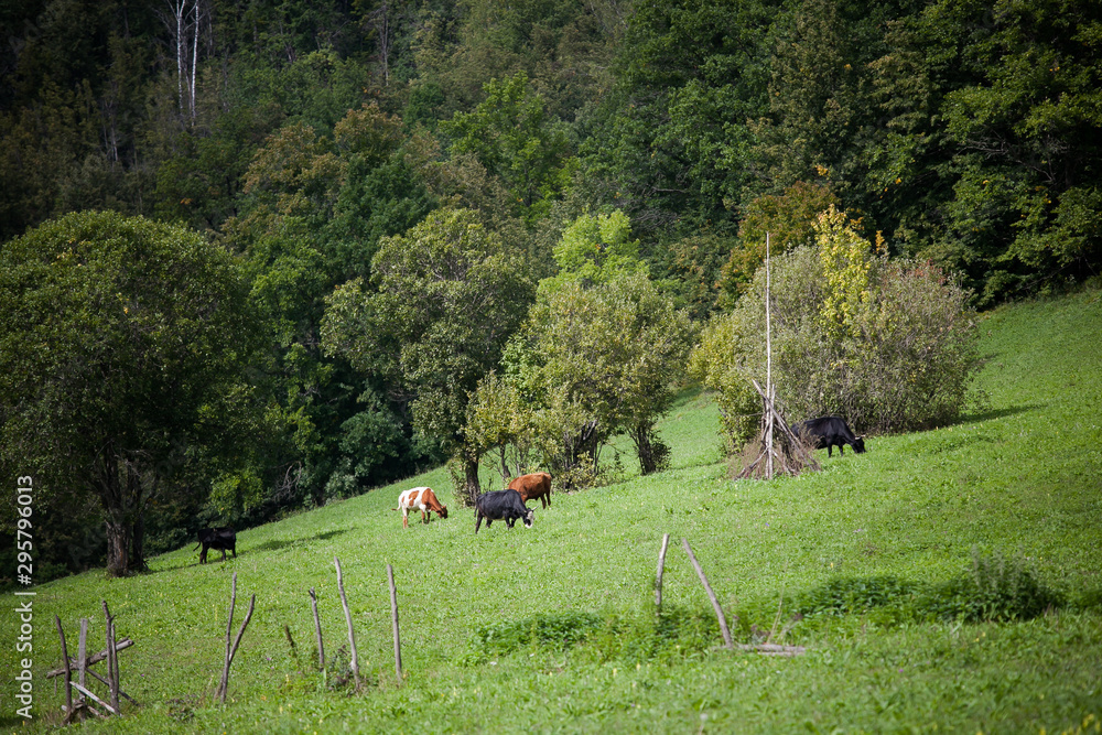 three wild brown horses walking through a green field on a cloudy day three wild brown horses walking through a green field on a cloudy day