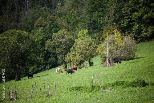 three wild brown horses walking through a green field on a cloudy day