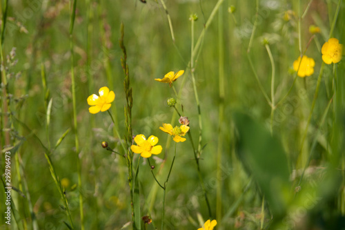Yellow wild flower in summer meadow © loreta 