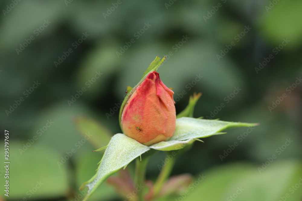 薔薇 ばら 夢 薔薇 ばら 夢