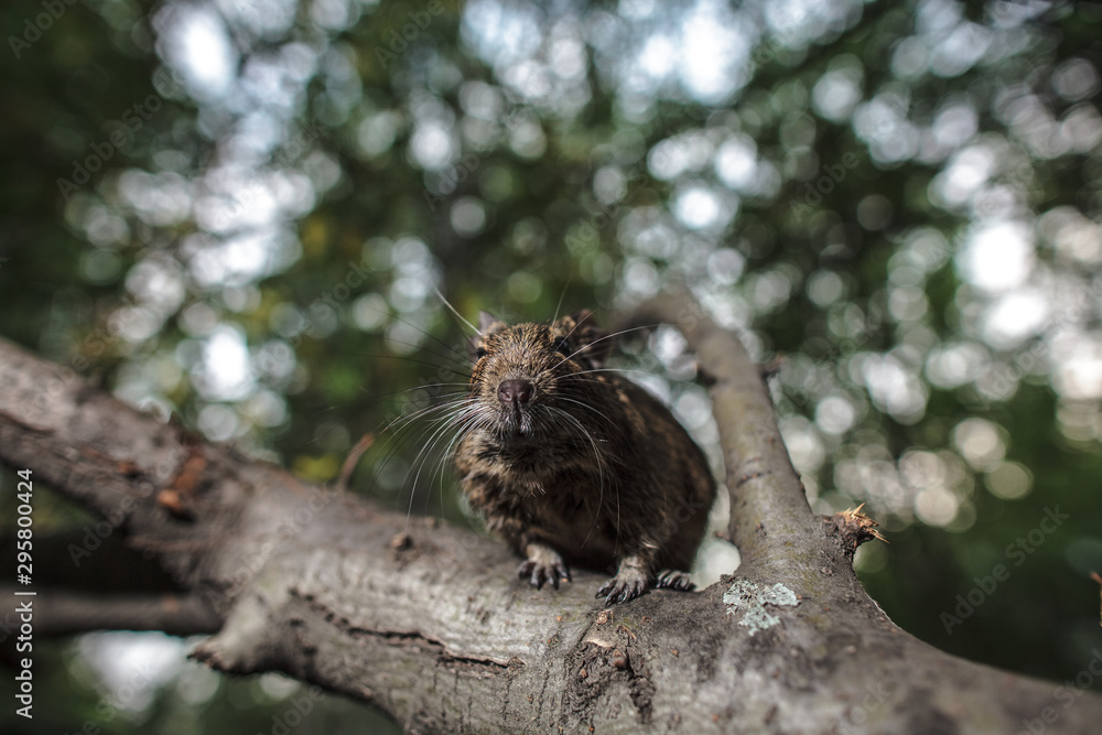 rodent degu climbed on a tree branch, nature background.