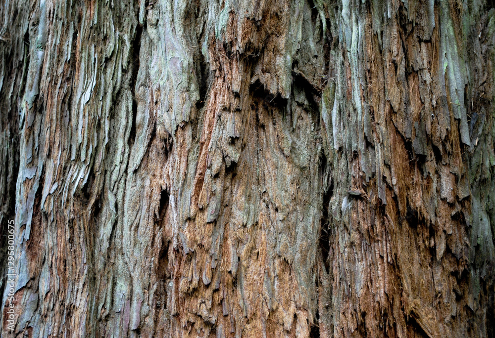 Beautiful texture of a tree of high resolution Beautiful texture of a tree of high resolution