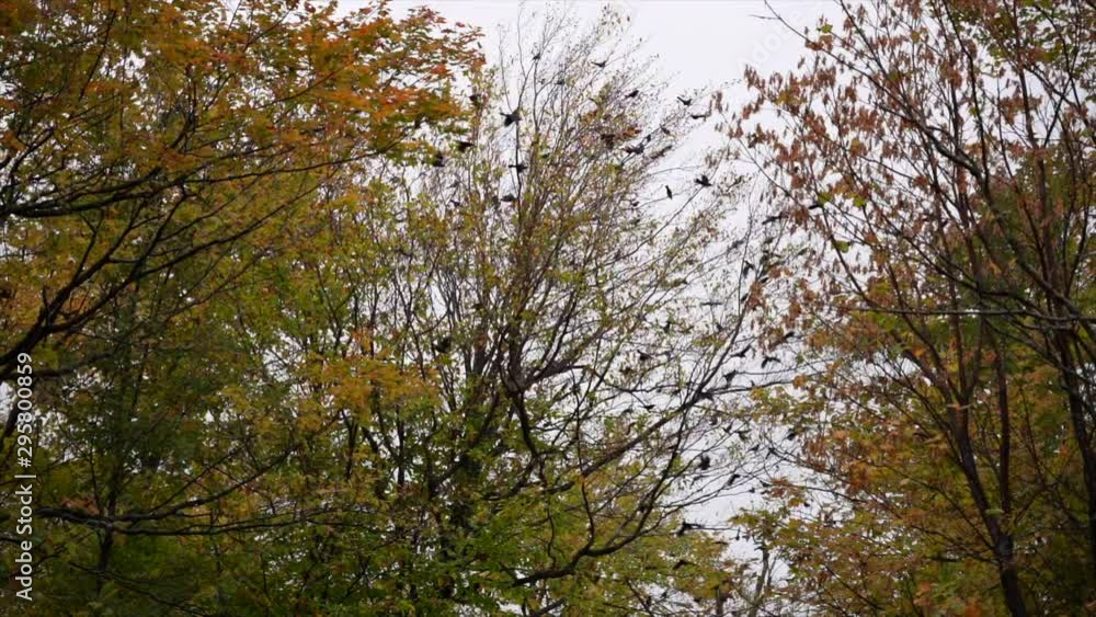 Group of raven flying away from autumn maple leaf in slow motion Group of raven flying away from autumn maple leaf in slow motion