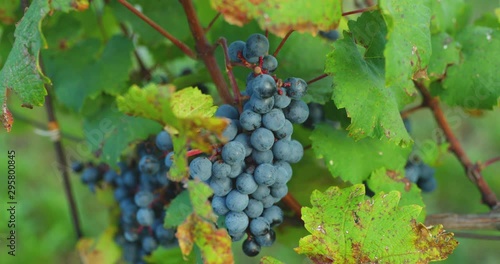 Wallpaper Mural A view of a bunch of ripe grapes with fern leaves on a sunny day moving in strong wind before harvesting and preparing wine in the South Moravia region captured at 4K 60fps. Torontodigital.ca
