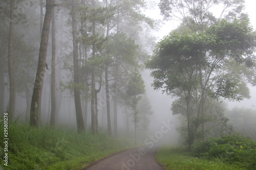 Fog in the forest