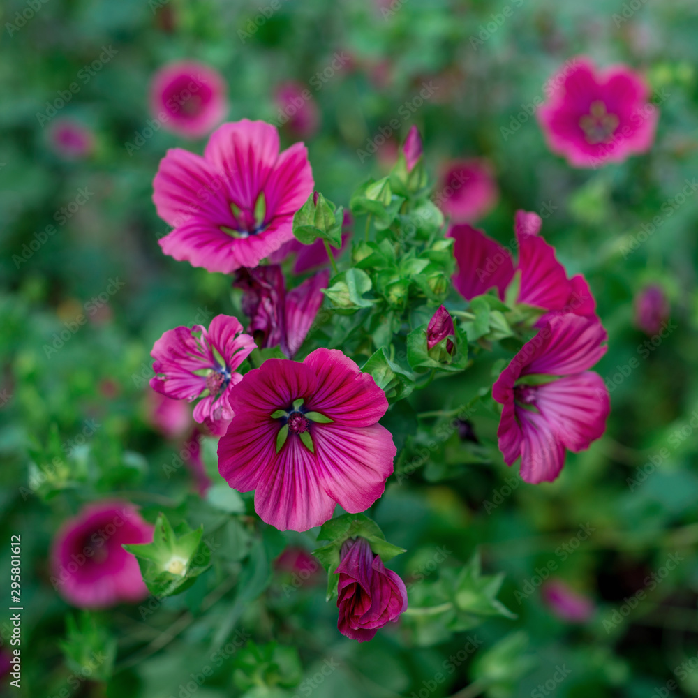 Fototapeta premium Flowers Clarkia amoena blooms in the garden