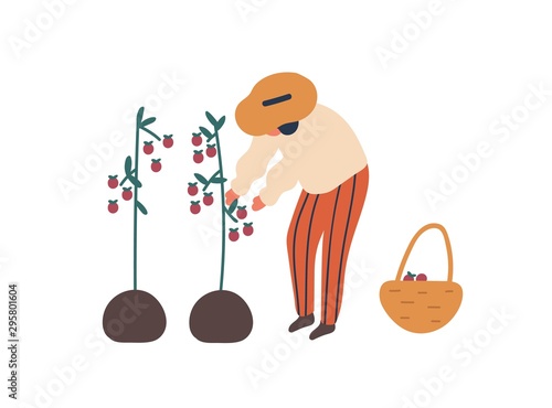 Young woman collecting tomatoes flat vector illustration. Female farmer with basket cartoon character. Lady harvesting ripe vegetables, natural food. Farming chore, agriculture, gardening concept.