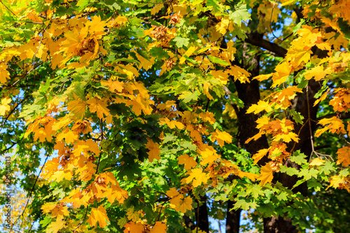 Close-up of maple tree with yellow and green leaves at autumn