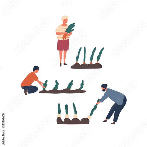 Autumn vegetables harvest flat vector illustrations set. Farmers growing organic food cartoon characters. People collecting carrot and beet. Rural economy, husbandry, farming chores design elements.