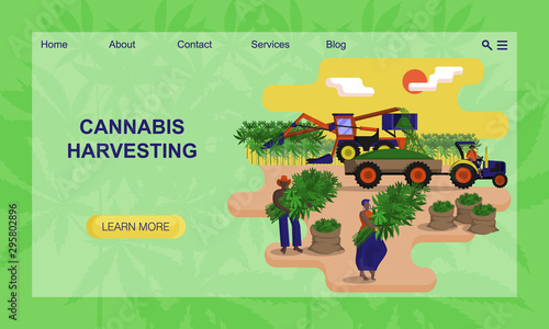 Black agricultural workers are picking a hemp in the field. Concept of website, landing page design template